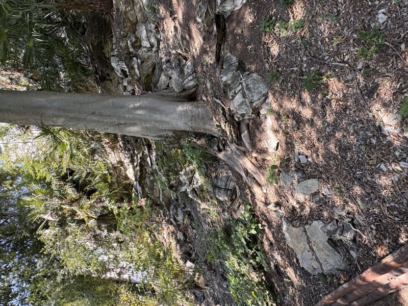 Caslino rocks with tree